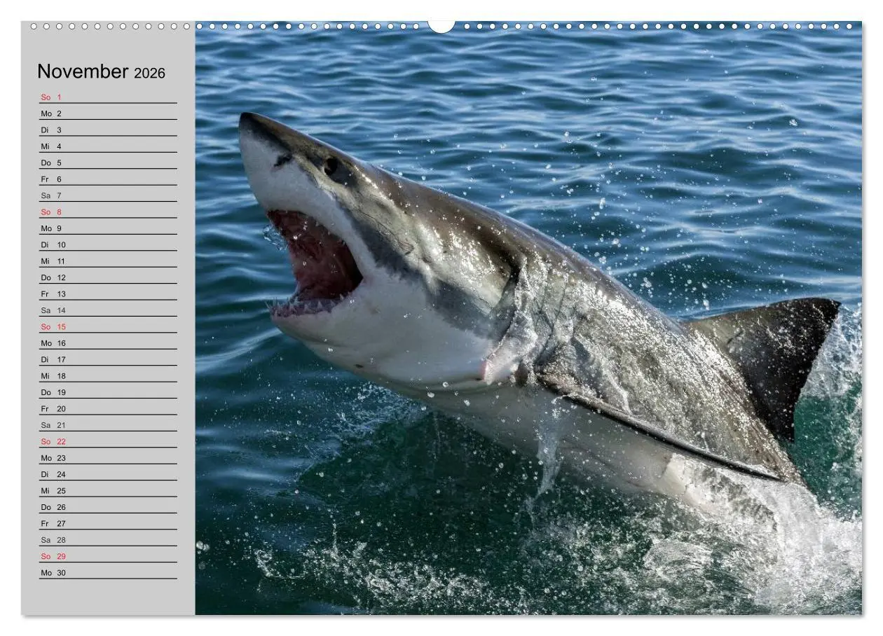 Bild: 9783457991237 | Haie (Wandkalender 2026 DIN A2 quer), CALVENDO Monatskalender | 2026
