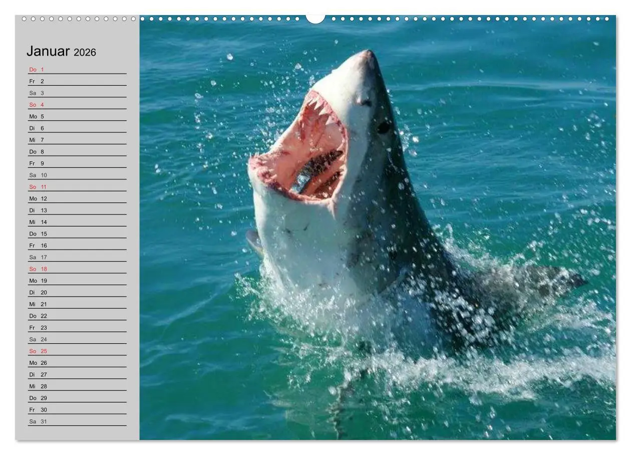 Bild: 9783457991237 | Haie (Wandkalender 2026 DIN A2 quer), CALVENDO Monatskalender | 2026