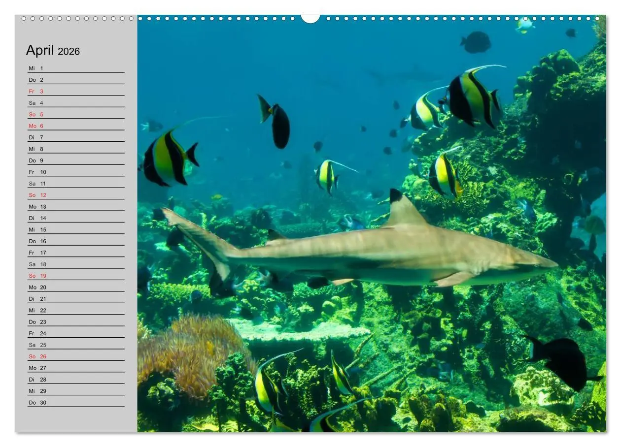 Bild: 9783457991237 | Haie (Wandkalender 2026 DIN A2 quer), CALVENDO Monatskalender | 2026