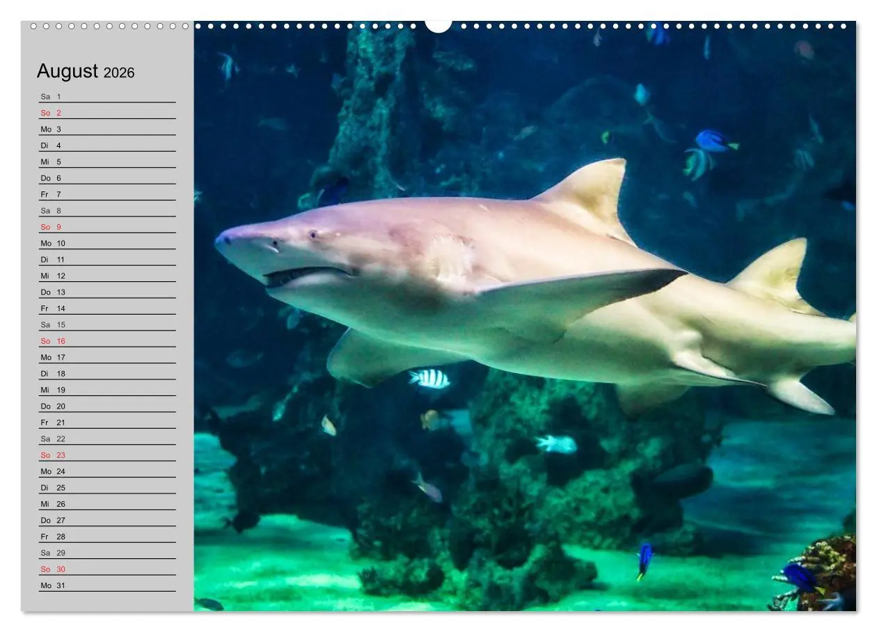 Bild: 9783457991237 | Haie (Wandkalender 2026 DIN A2 quer), CALVENDO Monatskalender | 2026