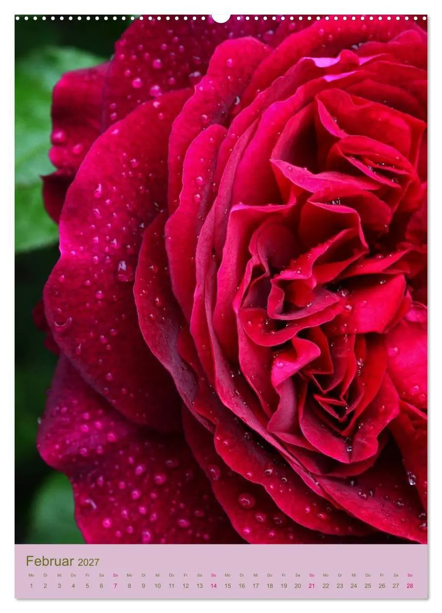 Bild: 9783594061237 | Rosen Symphonie (Wandkalender 2027 DIN A2 hoch), CALVENDO...