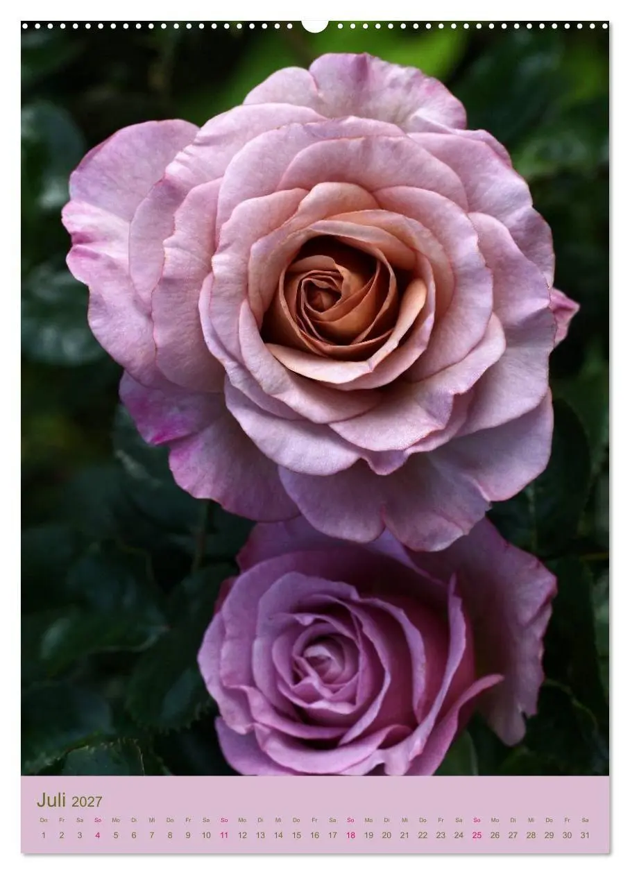 Bild: 9783594061237 | Rosen Symphonie (Wandkalender 2027 DIN A2 hoch), CALVENDO...