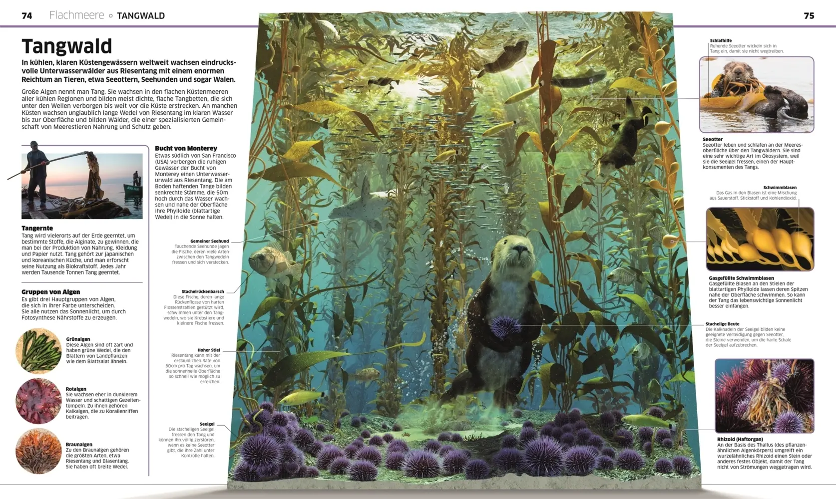 Bild: 9783831041237 | DK Wissen. Ozeane | Derek Harvey | Buch | DK Wissen | 208 S. | Deutsch