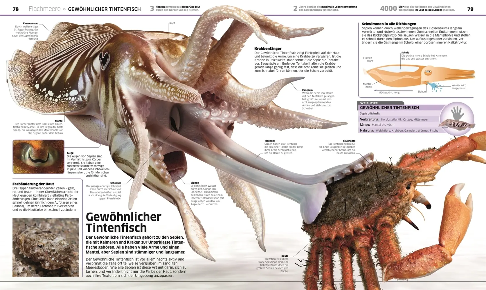 Bild: 9783831041237 | DK Wissen. Ozeane | Derek Harvey | Buch | DK Wissen | 208 S. | Deutsch