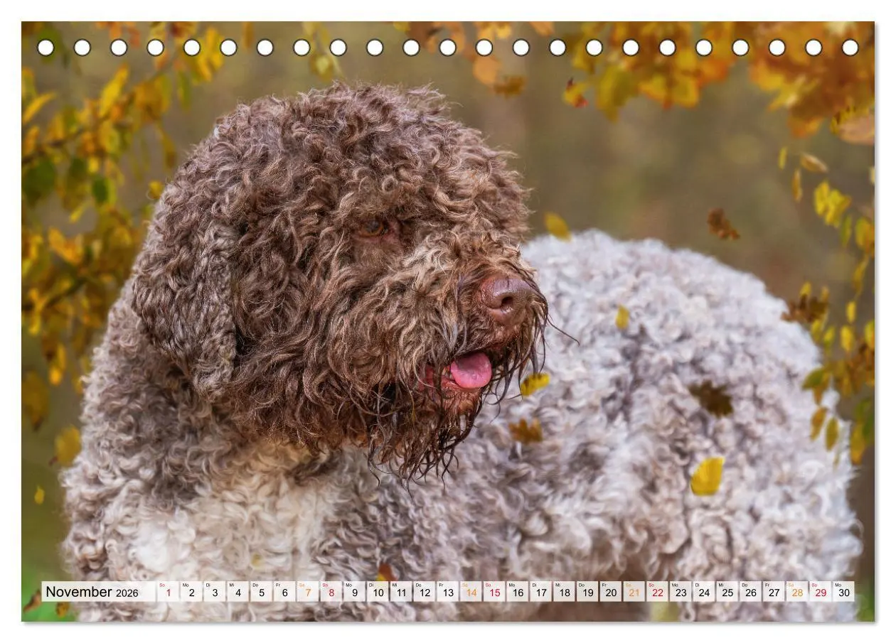 Bild: 9783457501337 | Lagotto Romagnolo - der Trüffelhund Italiens (Tischkalender 2026...