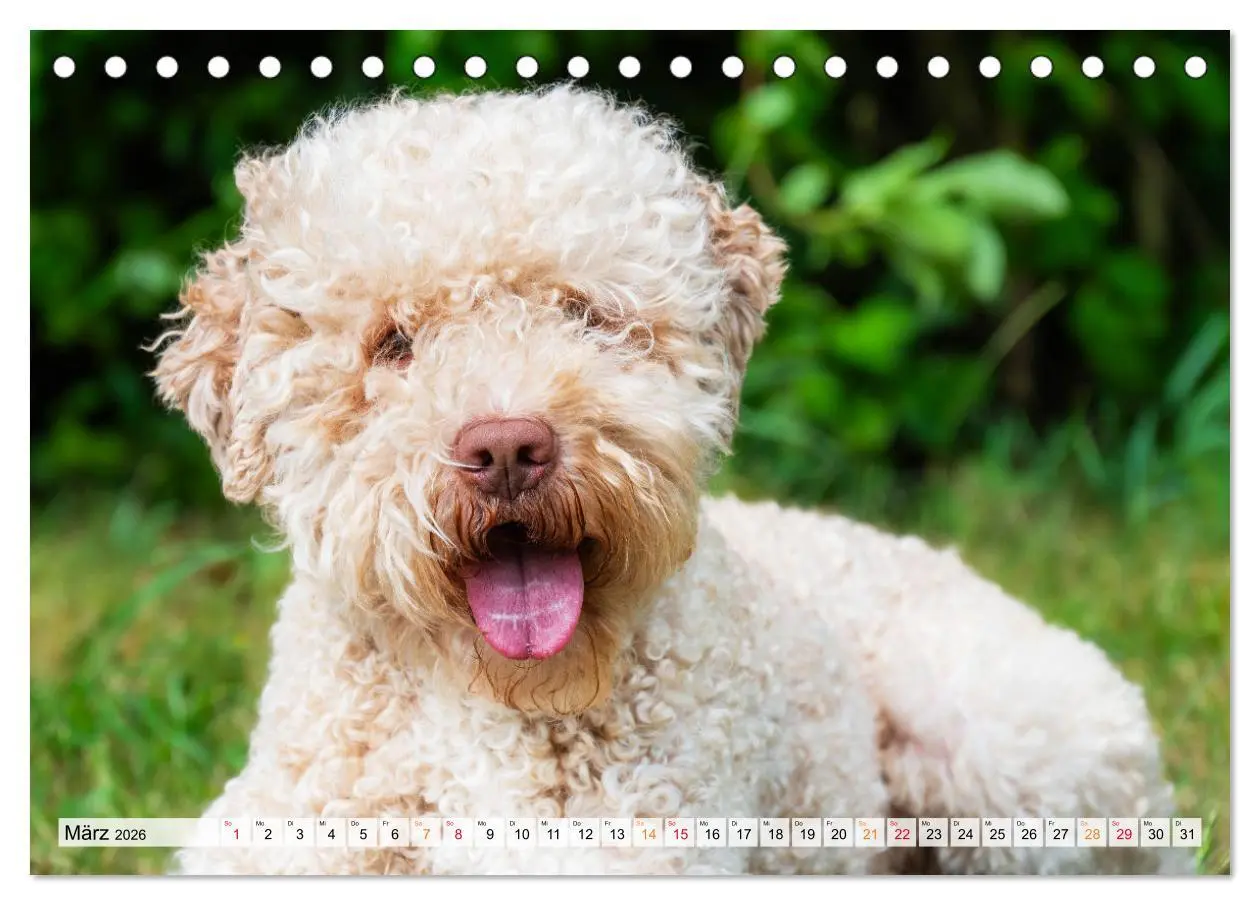 Bild: 9783457501337 | Lagotto Romagnolo - der Trüffelhund Italiens (Tischkalender 2026...