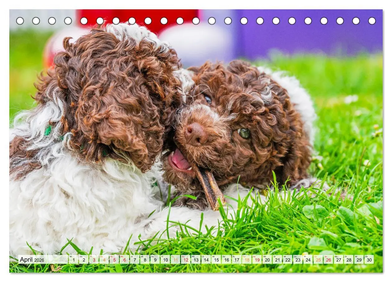 Bild: 9783457501337 | Lagotto Romagnolo - der Trüffelhund Italiens (Tischkalender 2026...