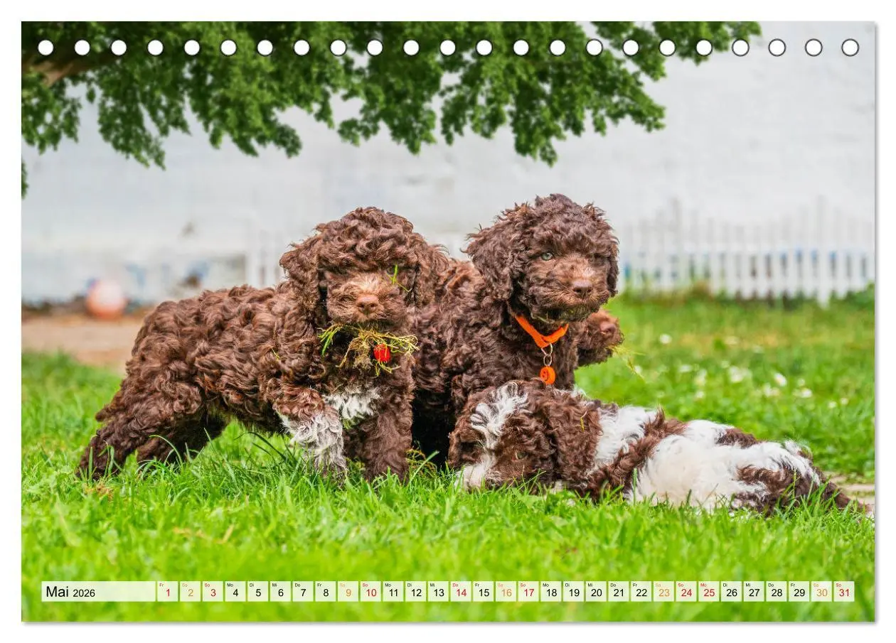 Bild: 9783457501337 | Lagotto Romagnolo - der Trüffelhund Italiens (Tischkalender 2026...