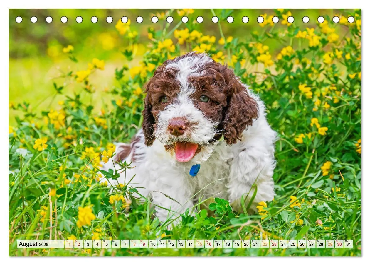 Bild: 9783457501337 | Lagotto Romagnolo - der Trüffelhund Italiens (Tischkalender 2026...