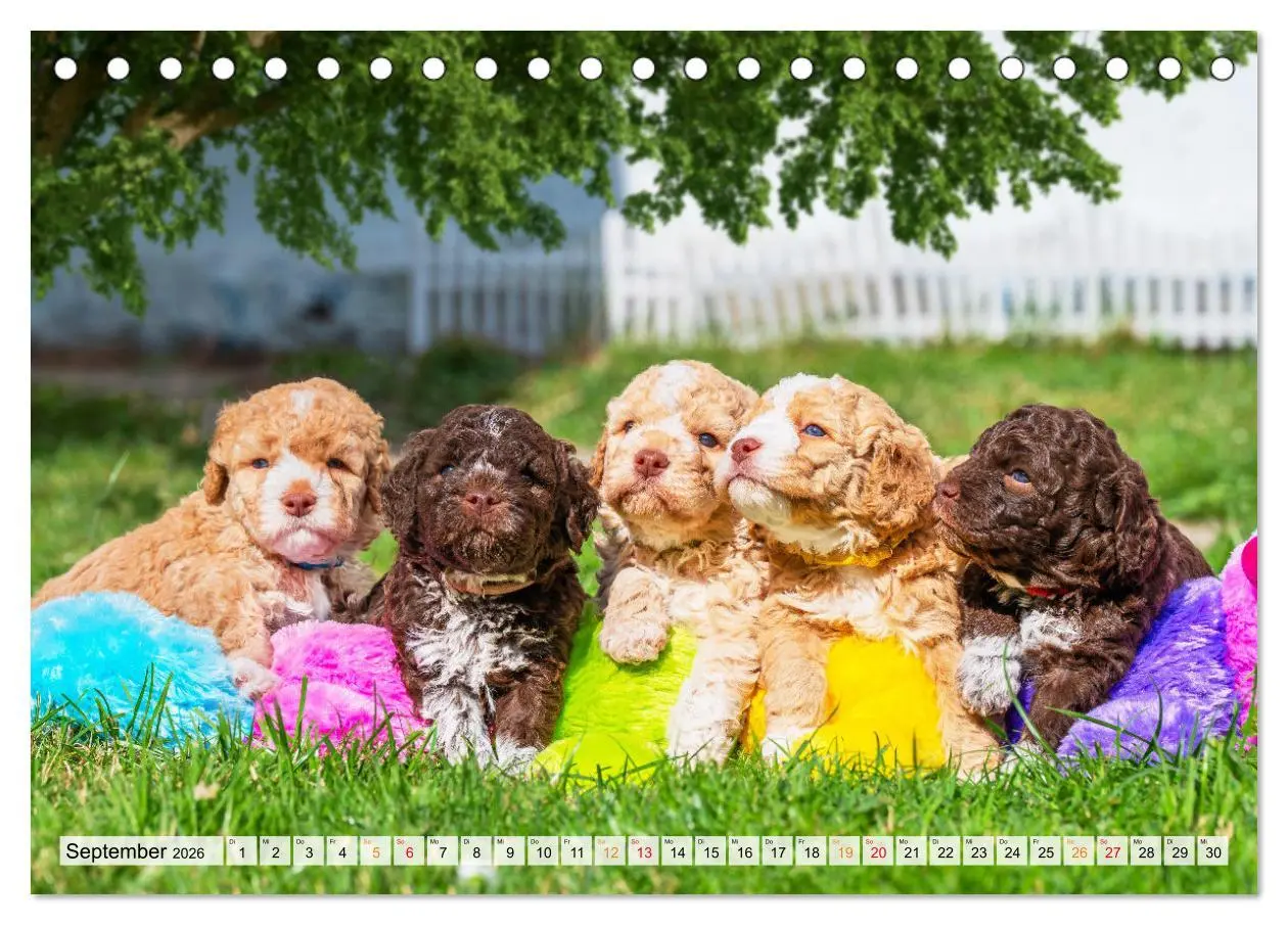 Bild: 9783457501337 | Lagotto Romagnolo - der Trüffelhund Italiens (Tischkalender 2026...