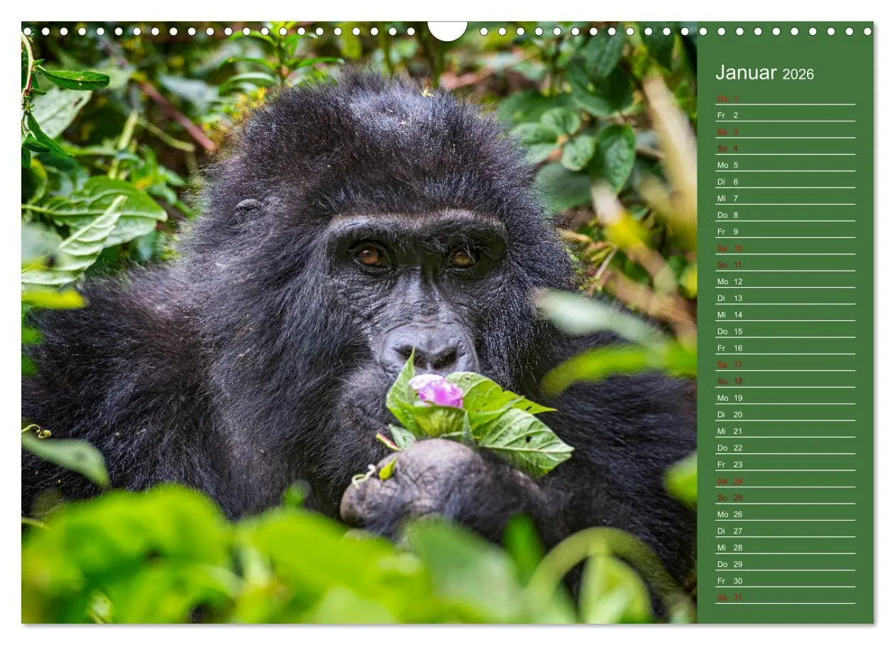 Bild: 9783457591437 | UGANDA - Perle Afrikas (Wandkalender 2026 DIN A3 quer), CALVENDO...