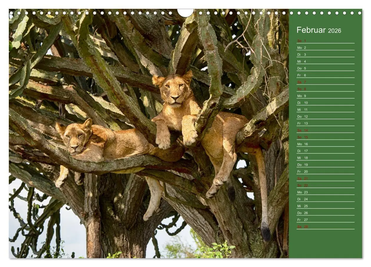 Bild: 9783457591437 | UGANDA - Perle Afrikas (Wandkalender 2026 DIN A3 quer), CALVENDO...