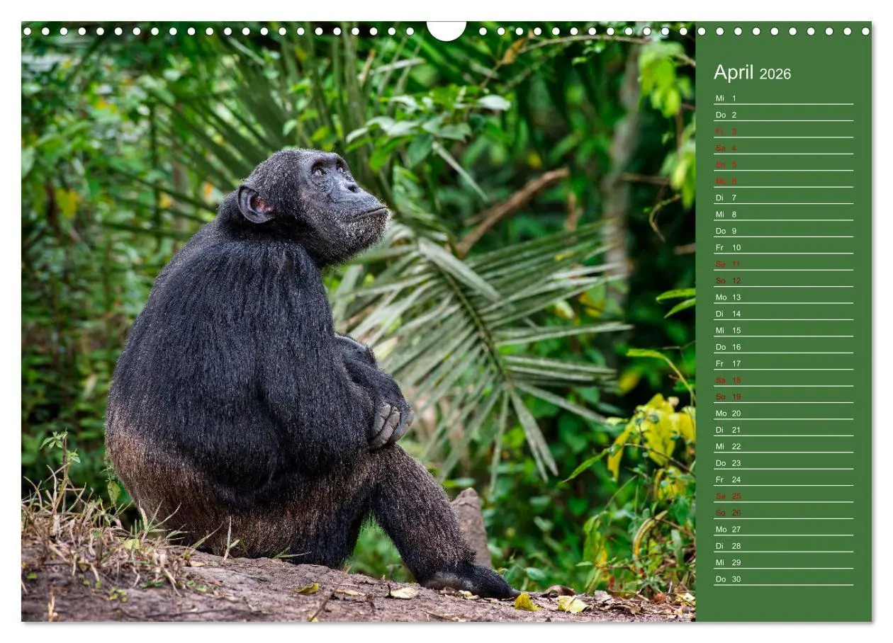 Bild: 9783457591437 | UGANDA - Perle Afrikas (Wandkalender 2026 DIN A3 quer), CALVENDO...