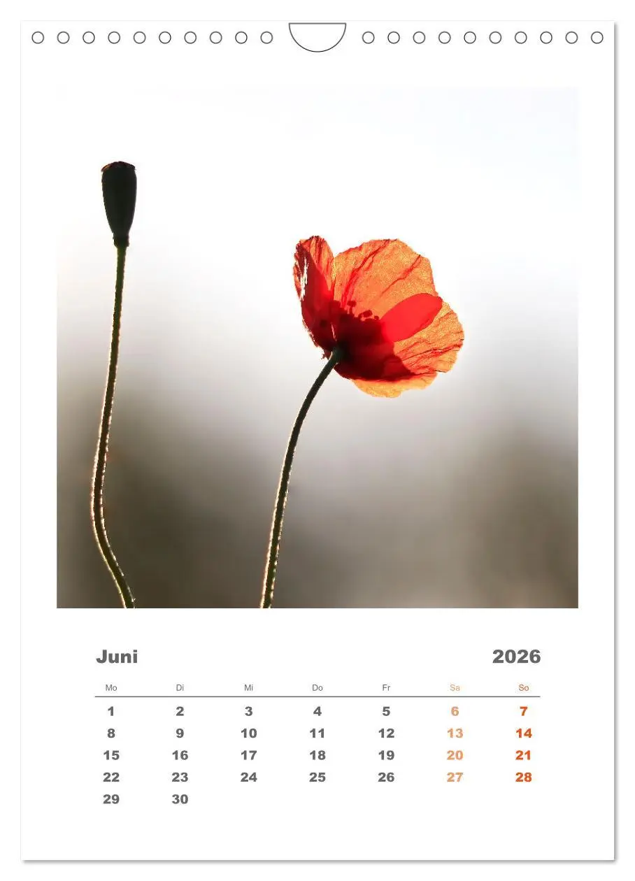 Bild: 9783516351637 | Minimalistisch, Gräser, Blüten, Blätter und Zweige im Fokus...