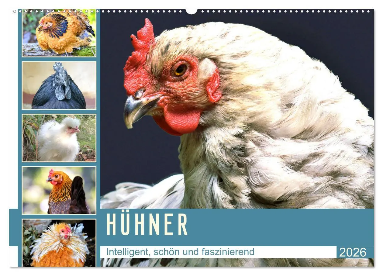 Cover: 9783457631737 | Hühner. Intelligent, schön und faszinierend (Wandkalender 2026 DIN...