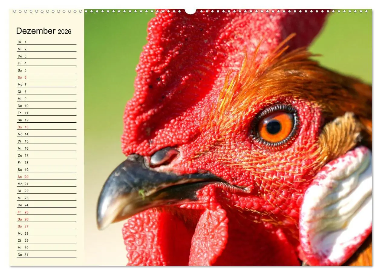 Bild: 9783457631737 | Hühner. Intelligent, schön und faszinierend (Wandkalender 2026 DIN...