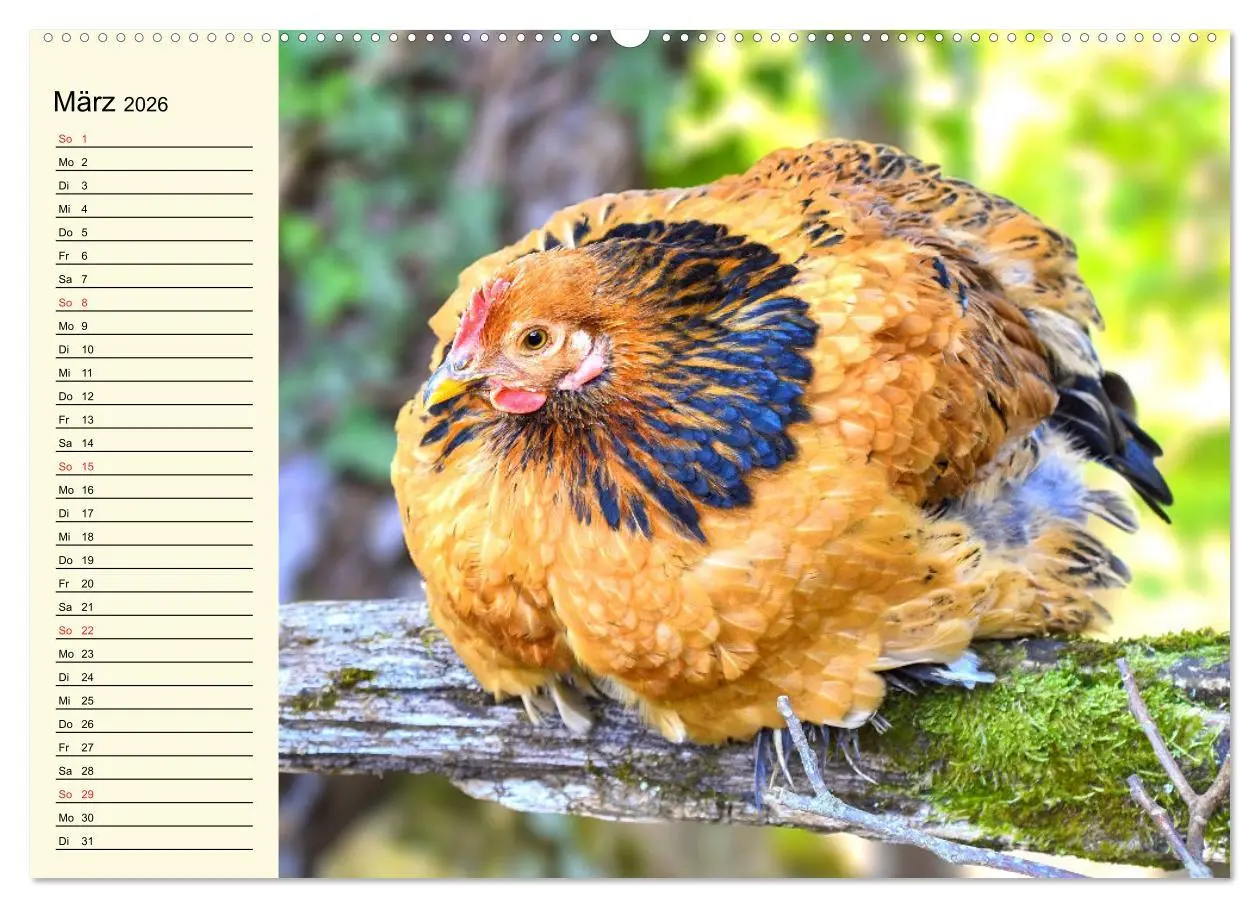 Bild: 9783457631737 | Hühner. Intelligent, schön und faszinierend (Wandkalender 2026 DIN...