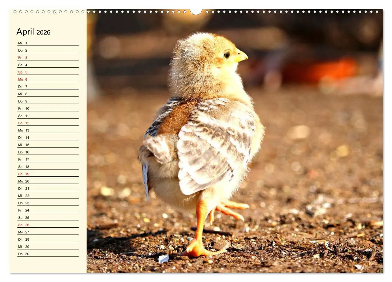 Bild: 9783457631737 | Hühner. Intelligent, schön und faszinierend (Wandkalender 2026 DIN...