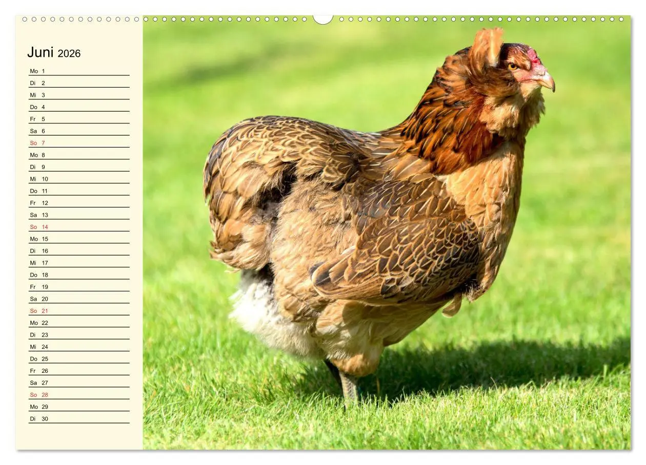 Bild: 9783457631737 | Hühner. Intelligent, schön und faszinierend (Wandkalender 2026 DIN...