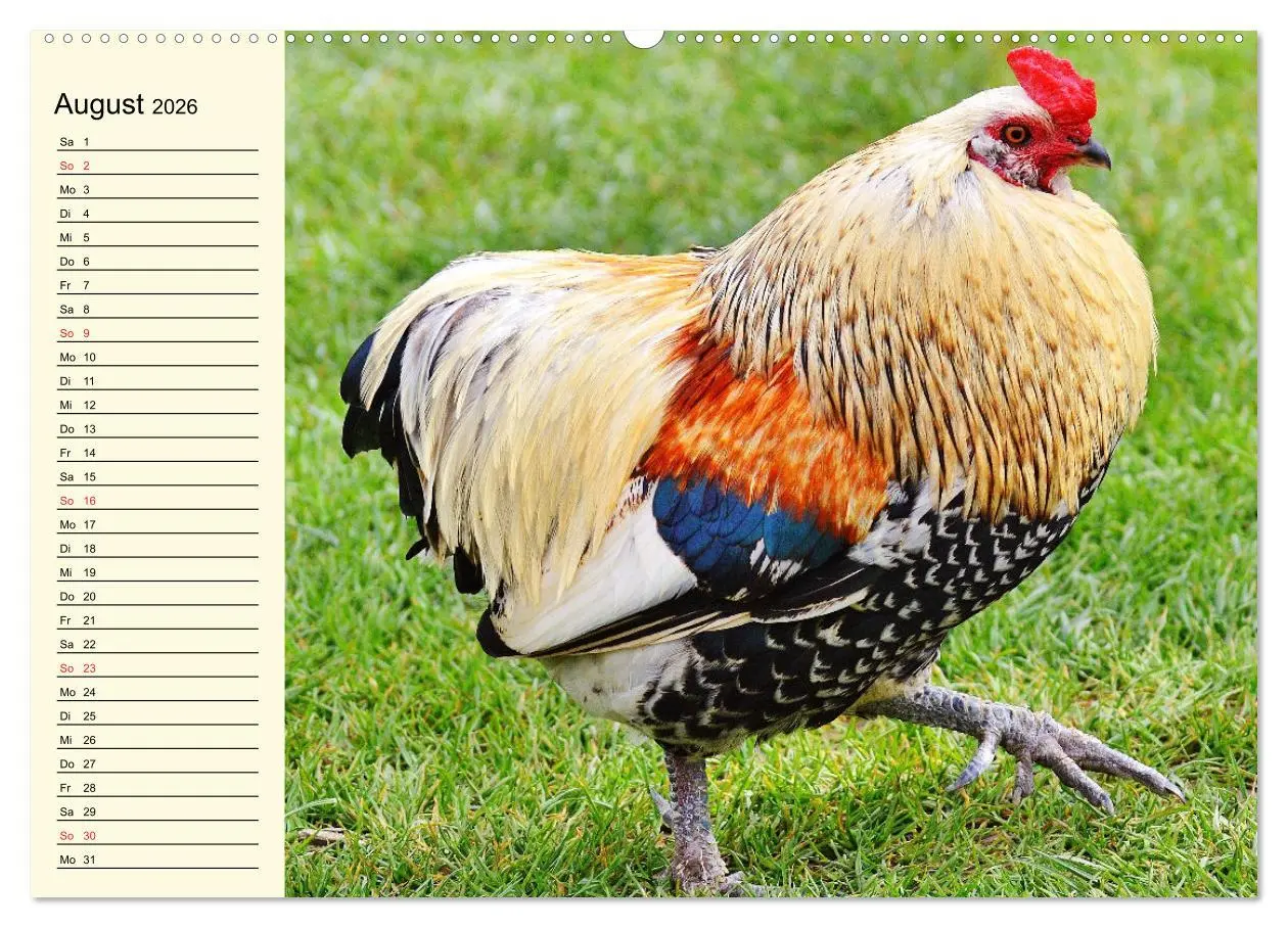 Bild: 9783457631737 | Hühner. Intelligent, schön und faszinierend (Wandkalender 2026 DIN...