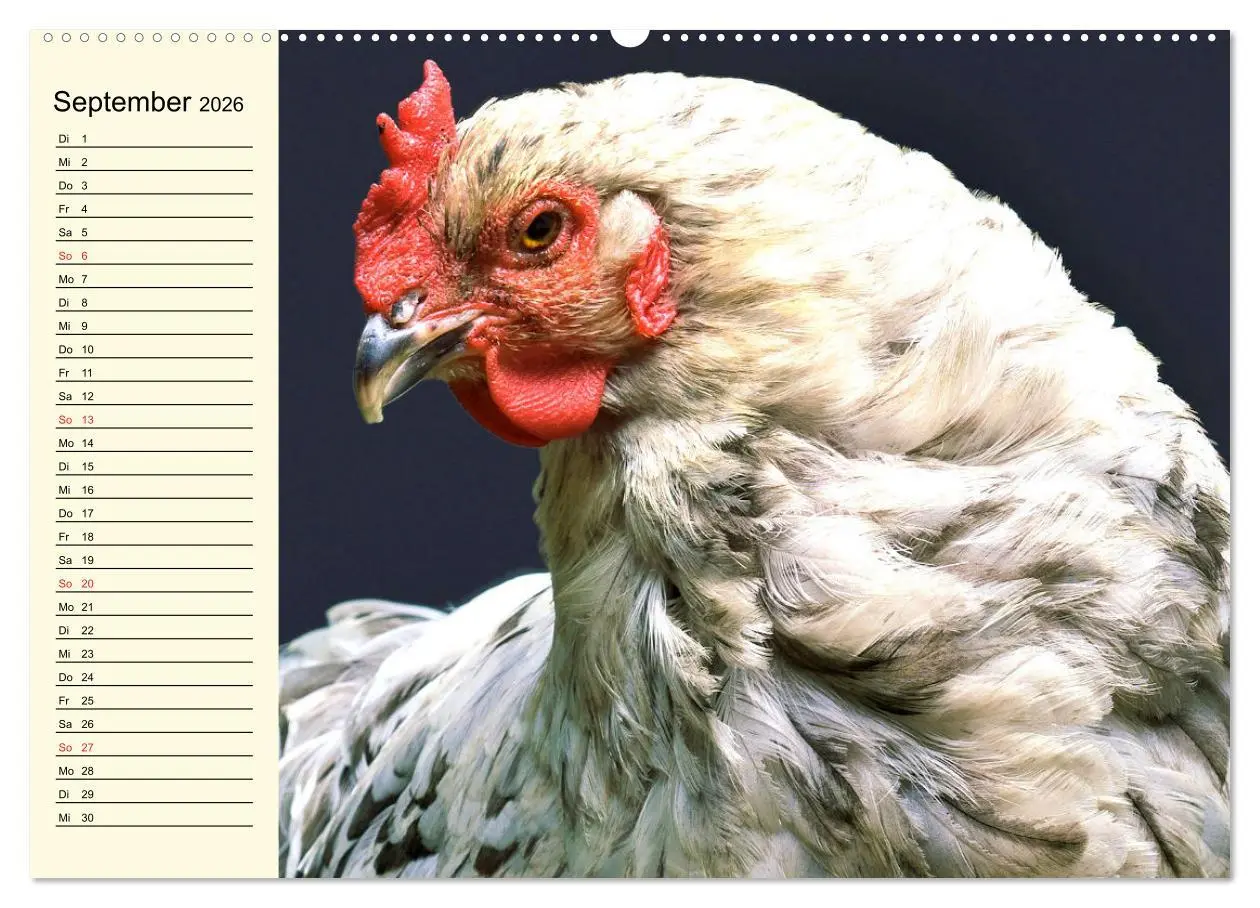 Bild: 9783457631737 | Hühner. Intelligent, schön und faszinierend (Wandkalender 2026 DIN...