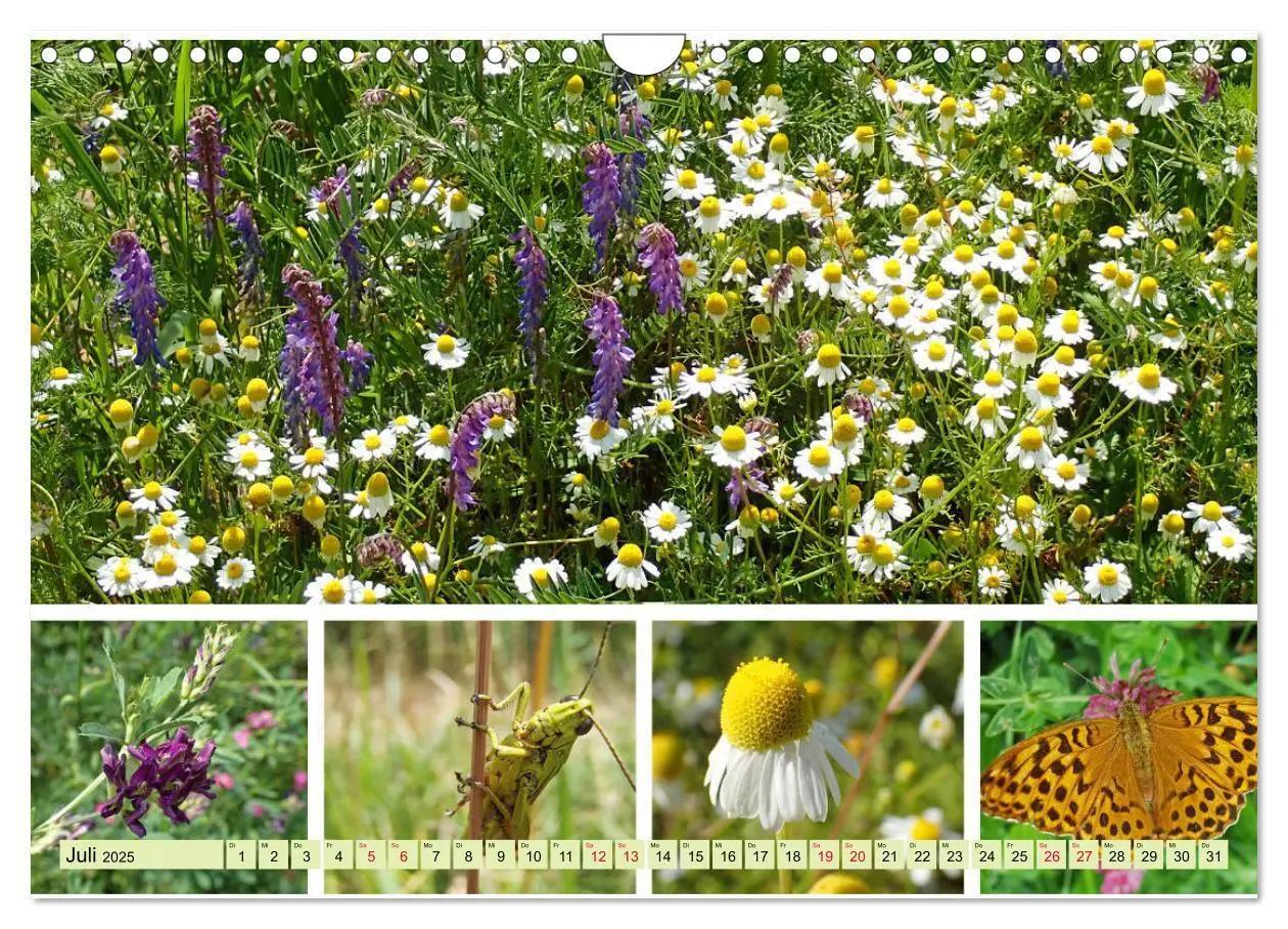 Bild: 9783435221837 | Blütenmeer am Wegesrand (Wandkalender 2025 DIN A4 quer), CALVENDO...