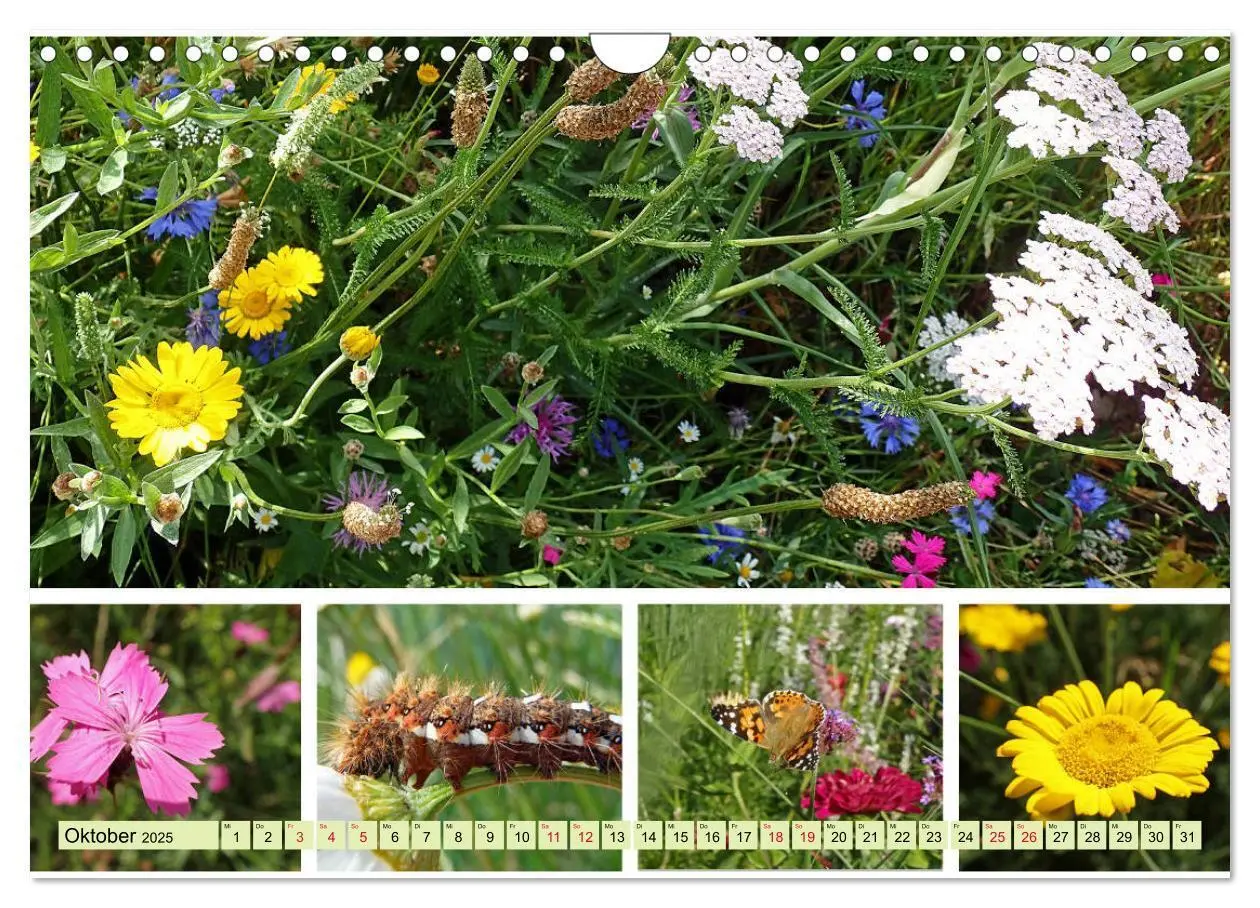 Bild: 9783435221837 | Blütenmeer am Wegesrand (Wandkalender 2025 DIN A4 quer), CALVENDO...