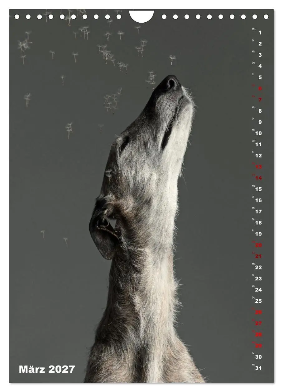 Bild: 9783569532137 | dogmuse deluxe (Wandkalender 2027 DIN A4 hoch), CALVENDO...