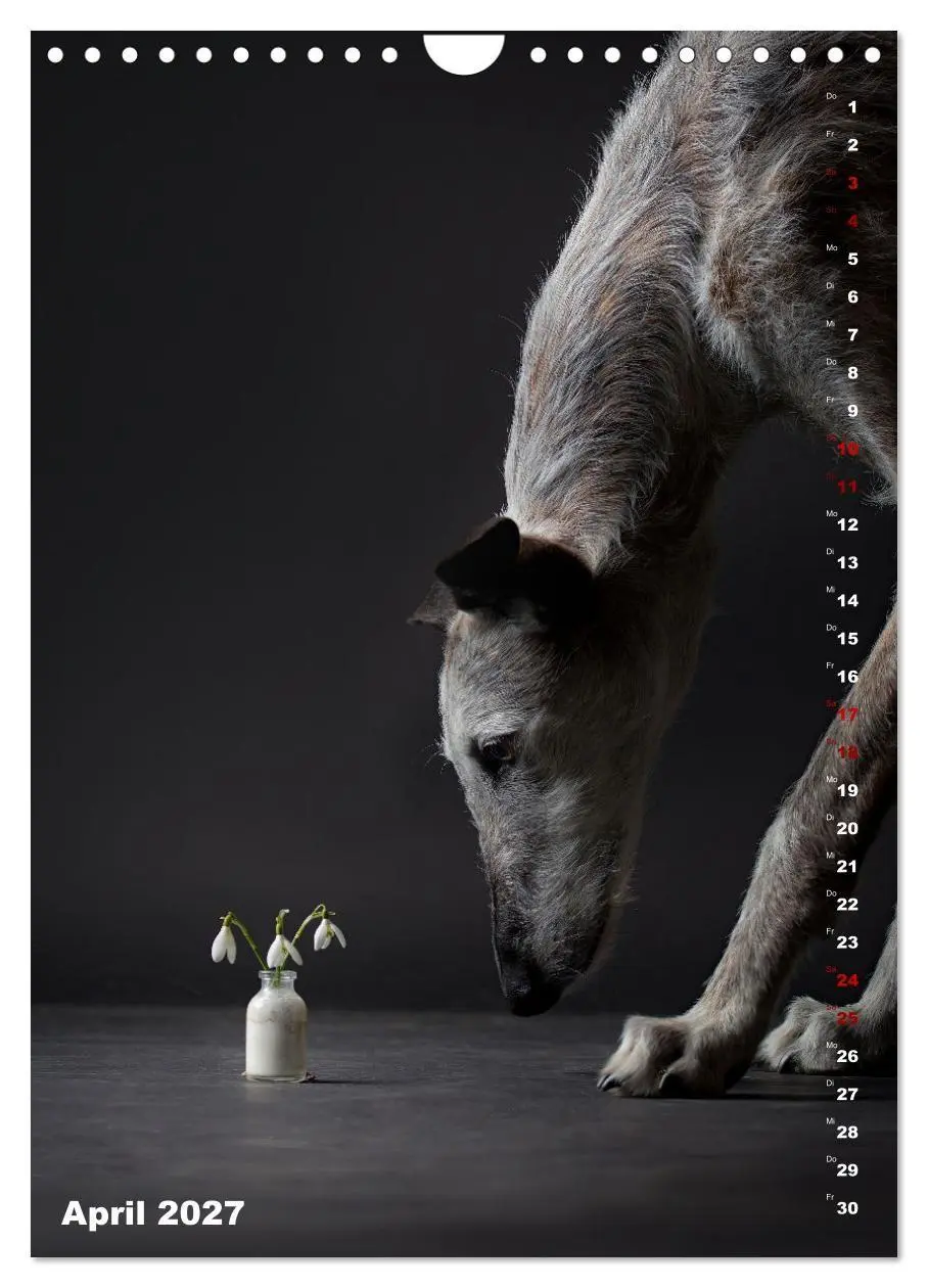 Bild: 9783569532137 | dogmuse deluxe (Wandkalender 2027 DIN A4 hoch), CALVENDO...