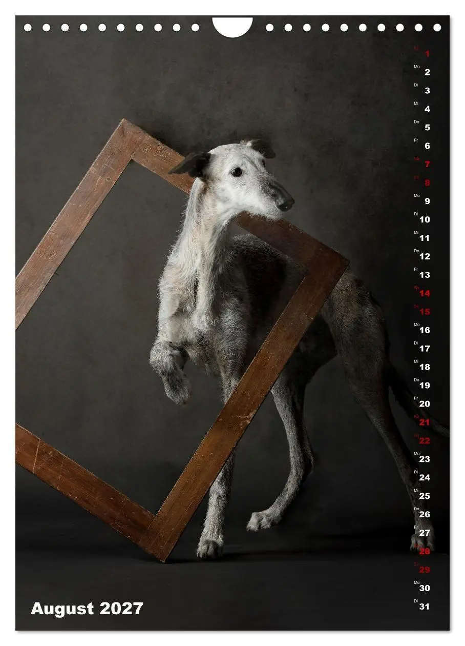 Bild: 9783569532137 | dogmuse deluxe (Wandkalender 2027 DIN A4 hoch), CALVENDO...