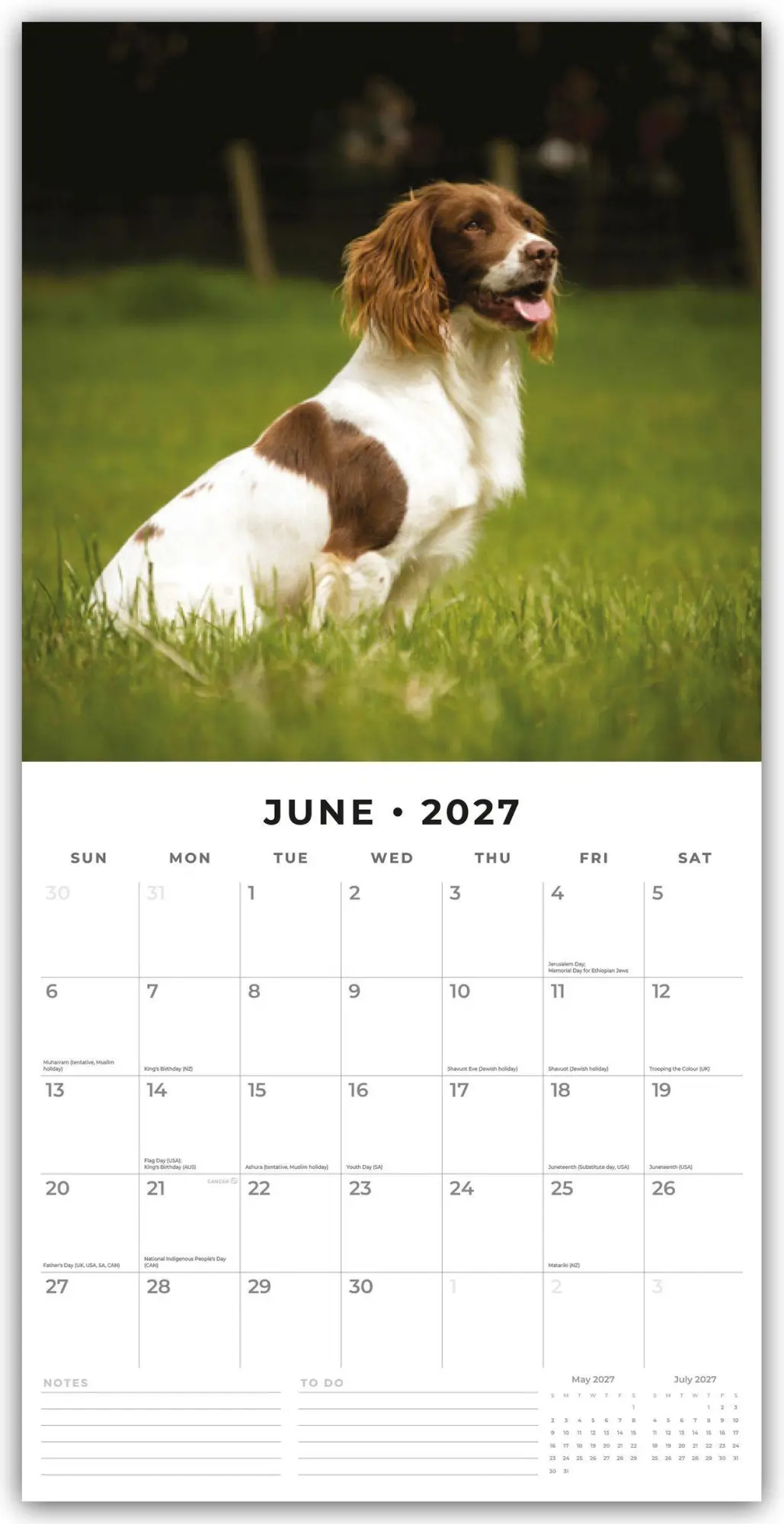 Bild: 9781837012237 | English Springer Spaniels - Englisch Springer Spaniels 2027 -...