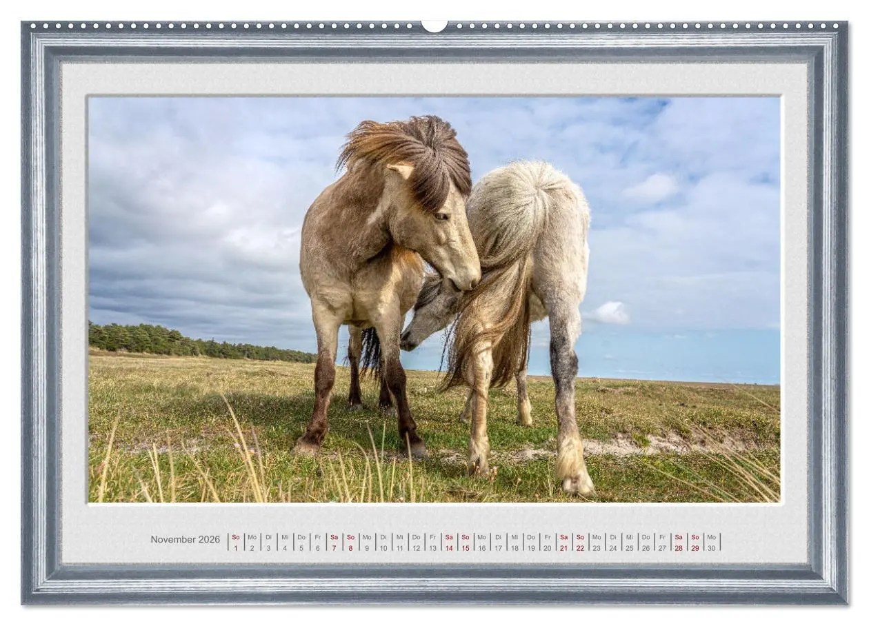 Bild: 9783457582237 | Ich bin ein Isländer (Wandkalender 2026 DIN A2 quer), CALVENDO...