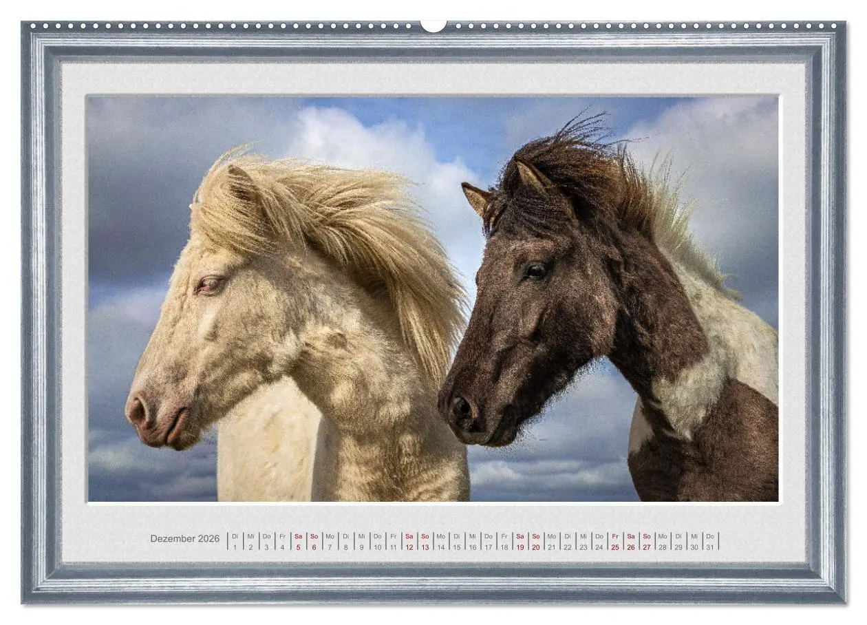Bild: 9783457582237 | Ich bin ein Isländer (Wandkalender 2026 DIN A2 quer), CALVENDO...
