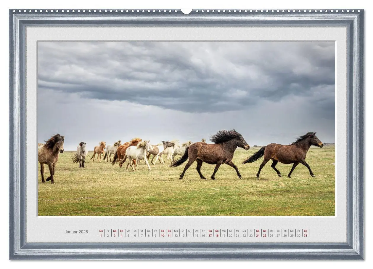 Bild: 9783457582237 | Ich bin ein Isländer (Wandkalender 2026 DIN A2 quer), CALVENDO...