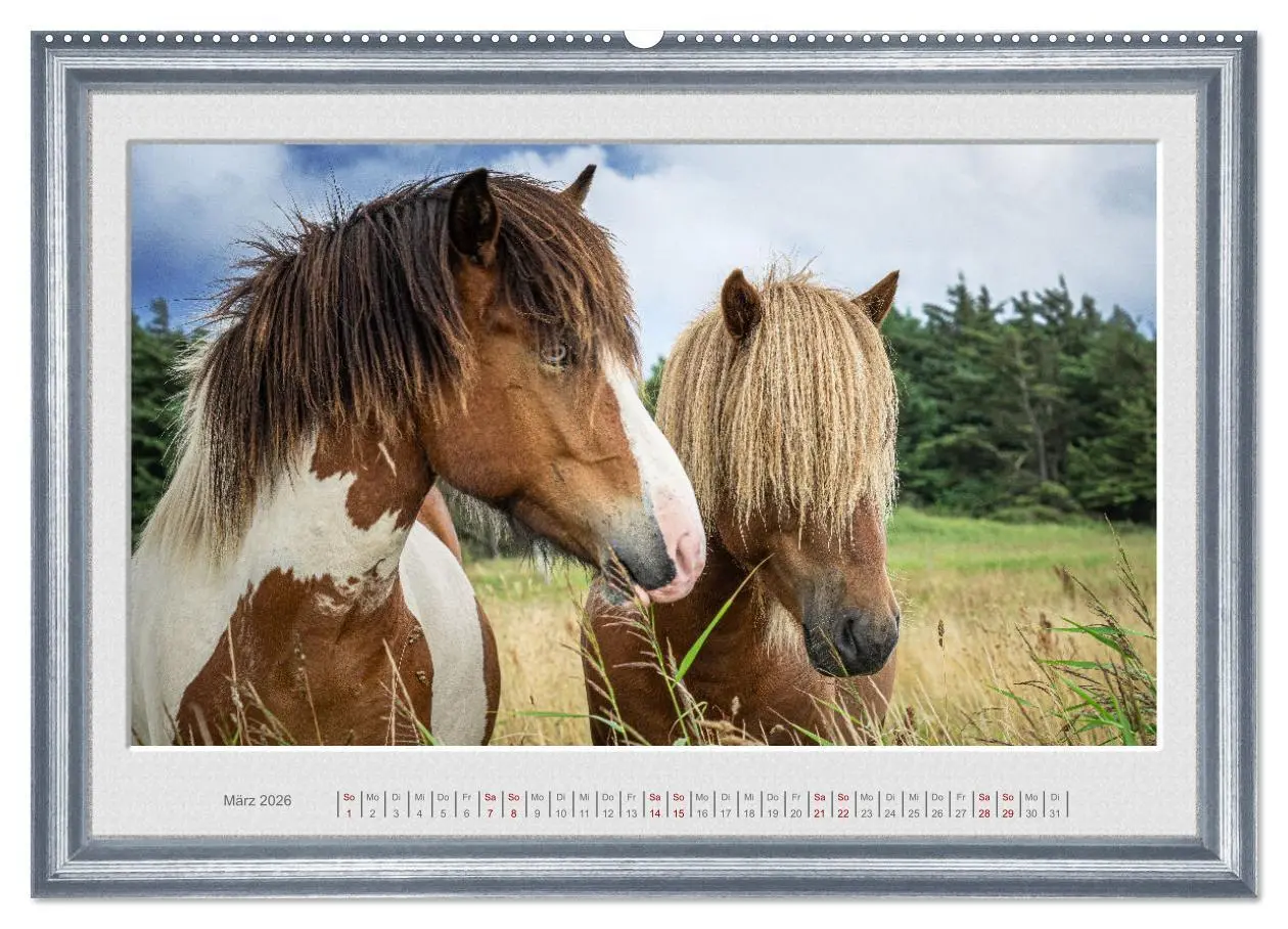 Bild: 9783457582237 | Ich bin ein Isländer (Wandkalender 2026 DIN A2 quer), CALVENDO...