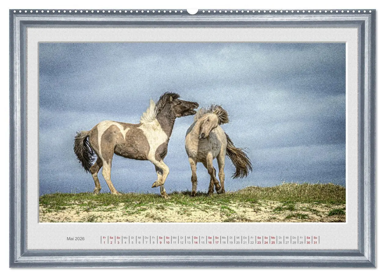 Bild: 9783457582237 | Ich bin ein Isländer (Wandkalender 2026 DIN A2 quer), CALVENDO...