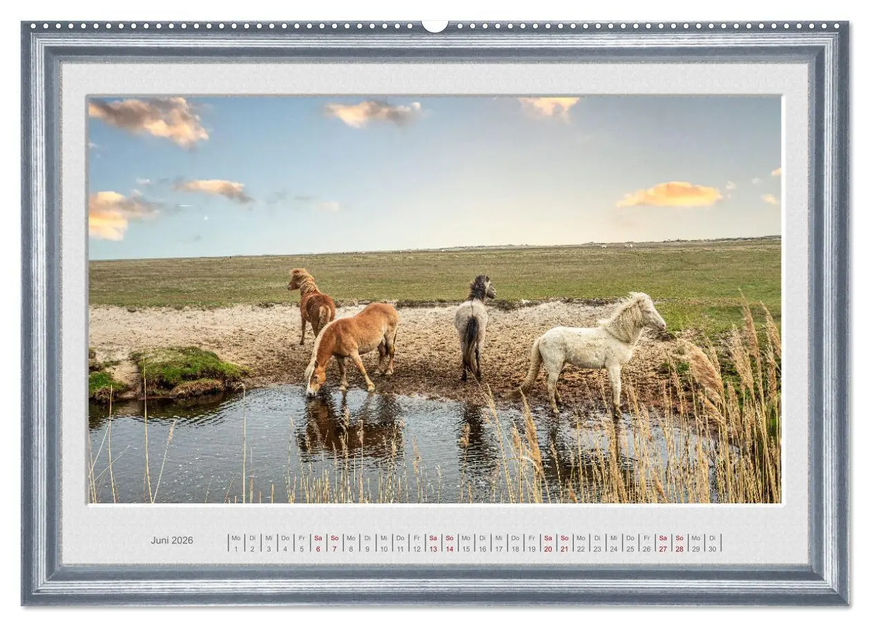 Bild: 9783457582237 | Ich bin ein Isländer (Wandkalender 2026 DIN A2 quer), CALVENDO...