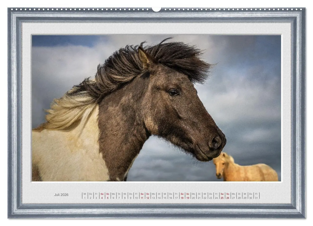 Bild: 9783457582237 | Ich bin ein Isländer (Wandkalender 2026 DIN A2 quer), CALVENDO...