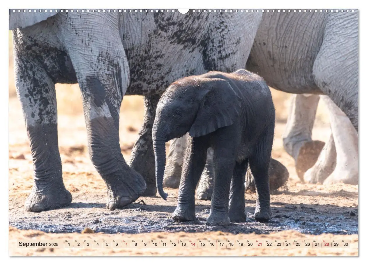 Bild: 9783435242337 | Elefanten - Sanfte Riesen Afrikas (Wandkalender 2025 DIN A2 quer),...
