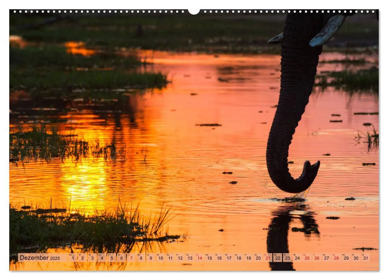 Bild: 9783435242337 | Elefanten - Sanfte Riesen Afrikas (Wandkalender 2025 DIN A2 quer),...