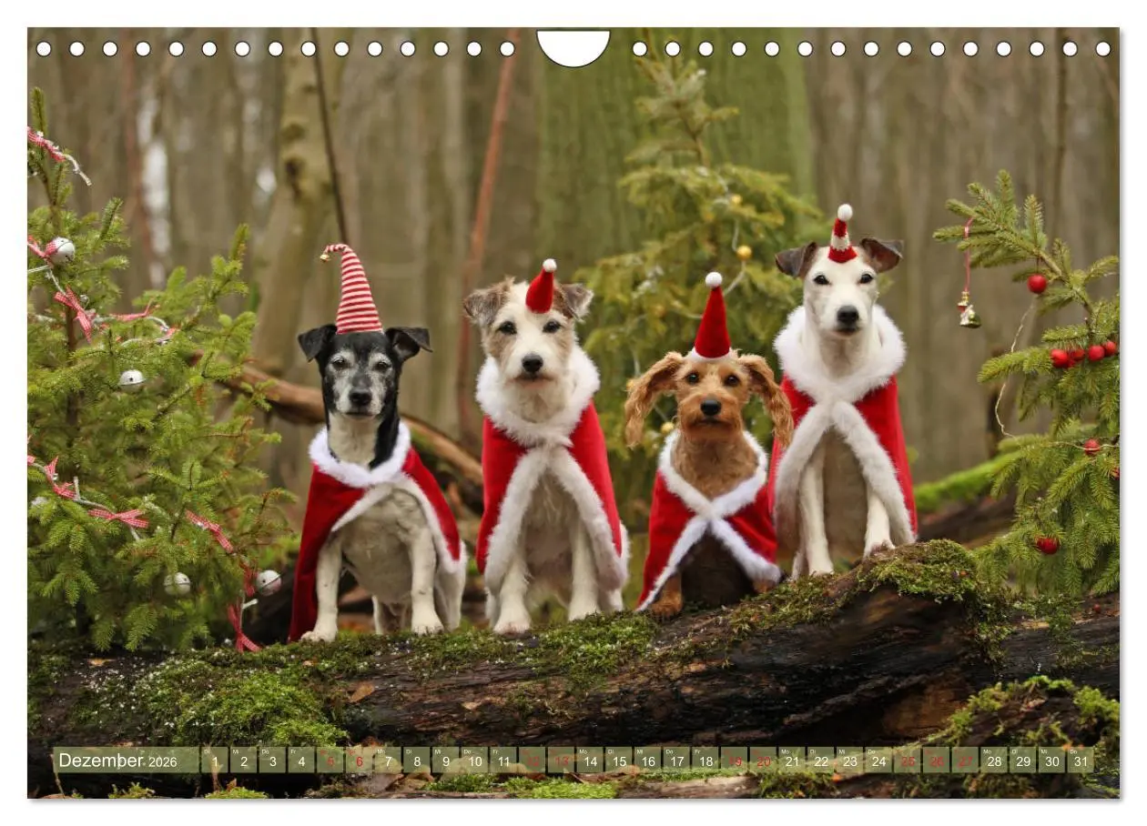 Bild: 9783457952337 | Die Parson-Russell-Terrier ...mit neuen Abenteuern aus der...