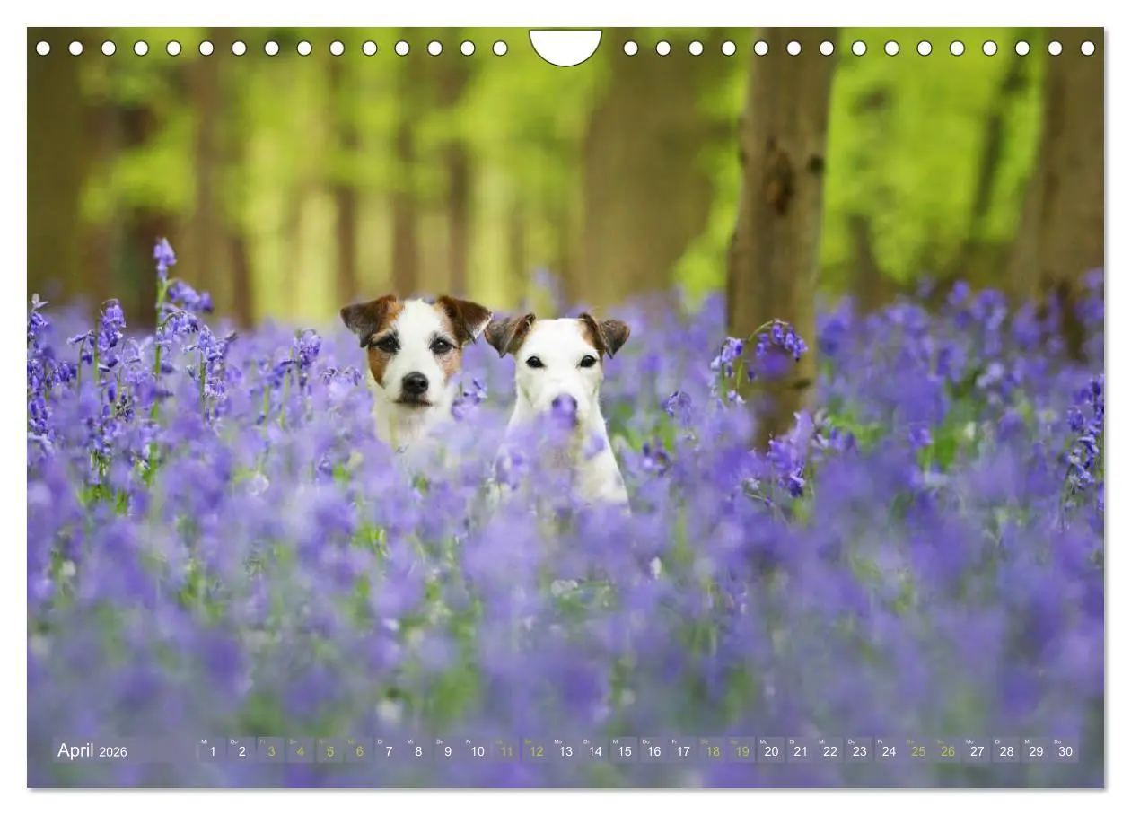 Bild: 9783457952337 | Die Parson-Russell-Terrier ...mit neuen Abenteuern aus der...