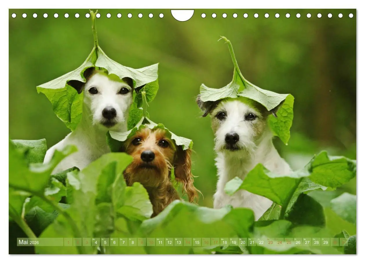 Bild: 9783457952337 | Die Parson-Russell-Terrier ...mit neuen Abenteuern aus der...