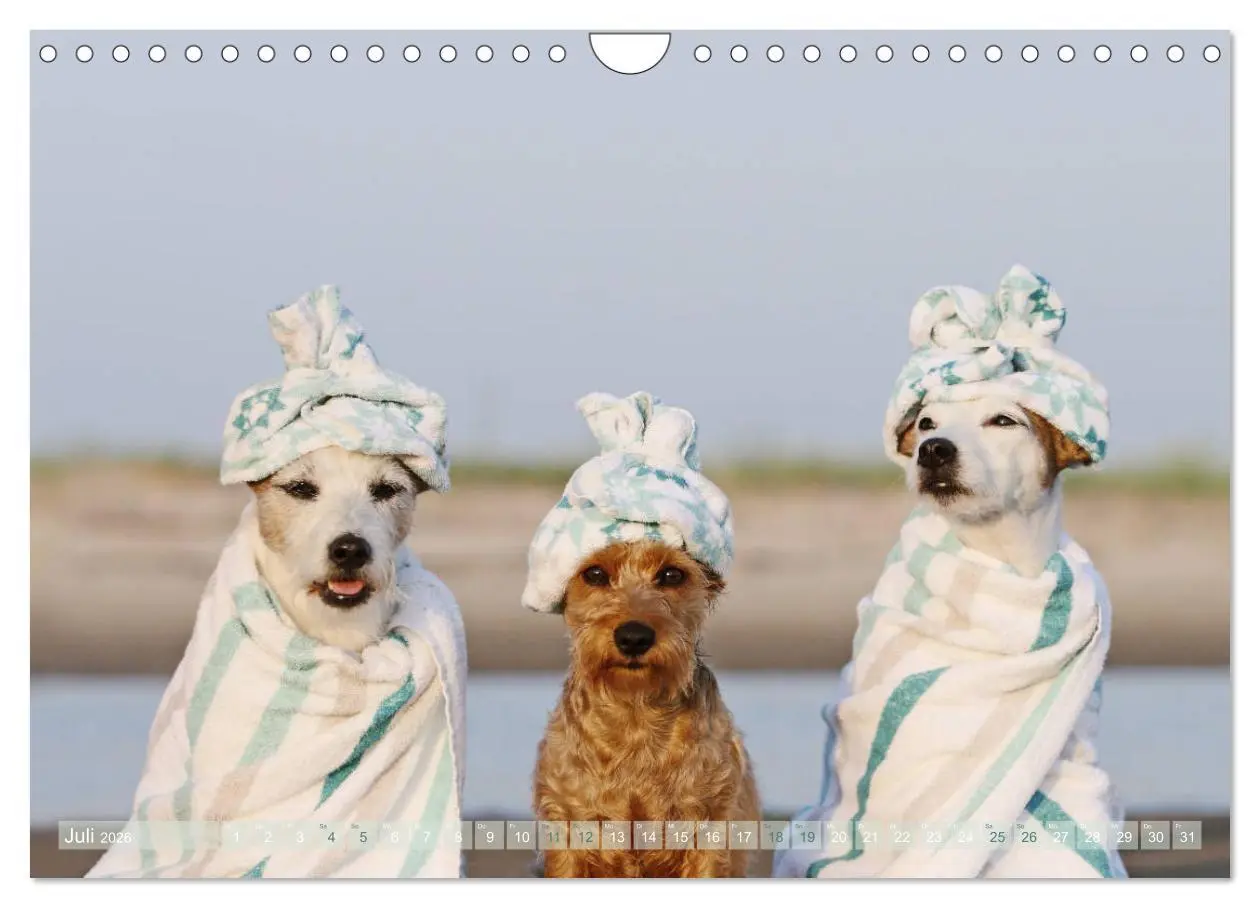 Bild: 9783457952337 | Die Parson-Russell-Terrier ...mit neuen Abenteuern aus der...