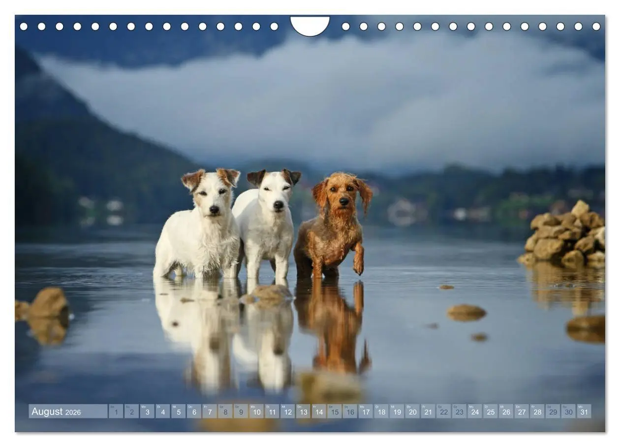 Bild: 9783457952337 | Die Parson-Russell-Terrier ...mit neuen Abenteuern aus der...