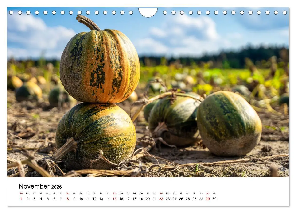 Bild: 9783457312537 | KÜRBIS KALENDER - Die schönsten Kürbisse des Jahres (Wandkalender...
