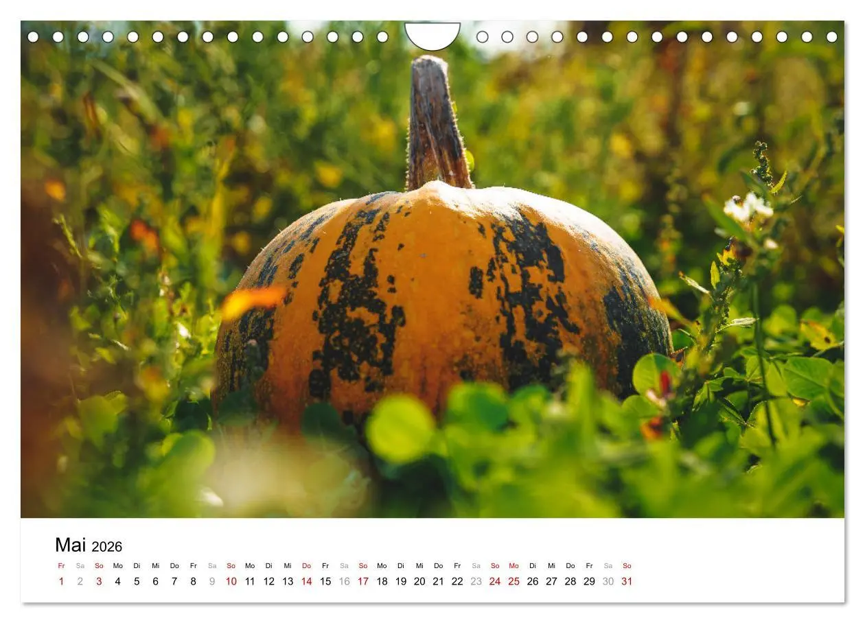 Bild: 9783457312537 | KÜRBIS KALENDER - Die schönsten Kürbisse des Jahres (Wandkalender...