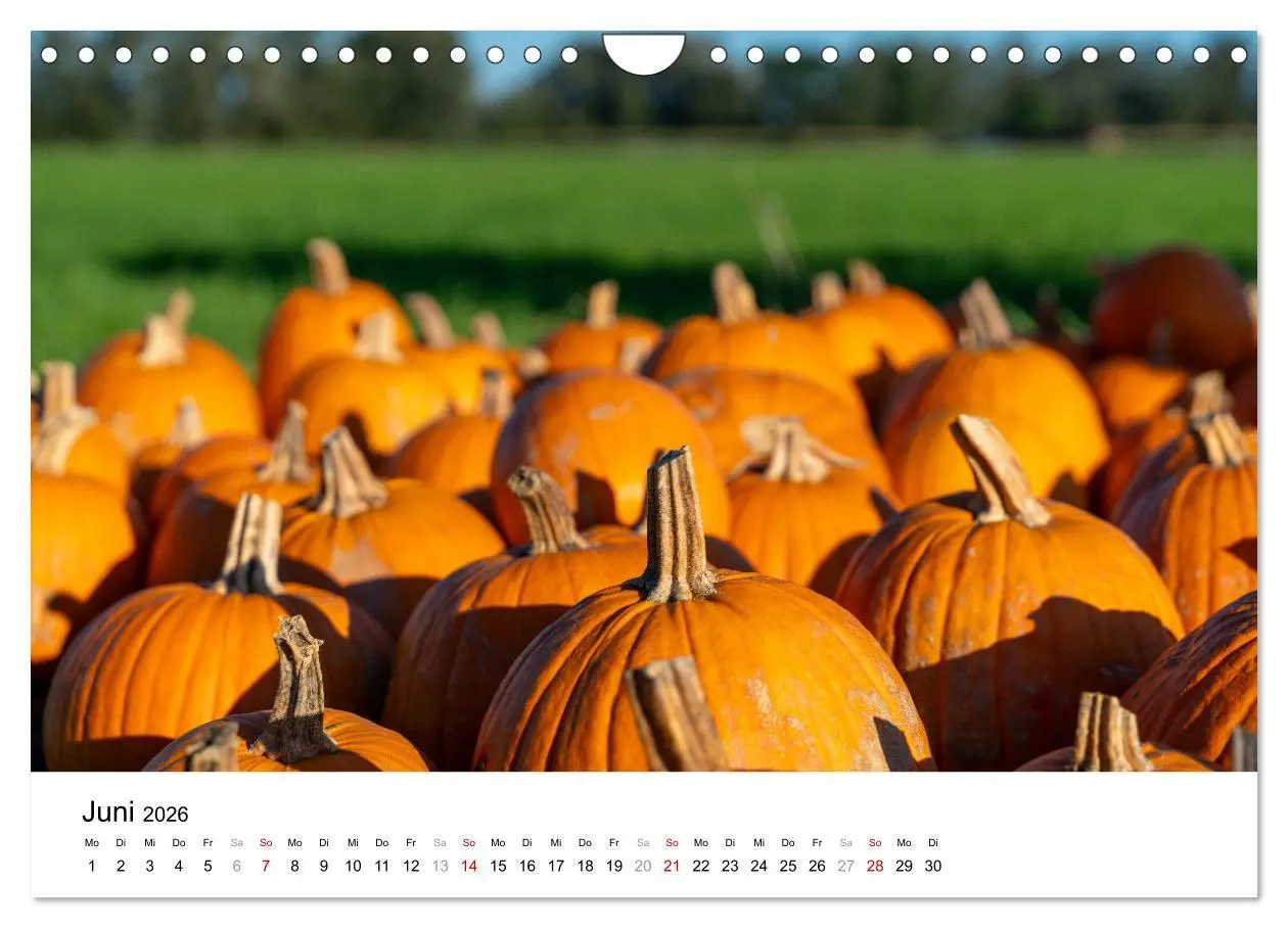 Bild: 9783457312537 | KÜRBIS KALENDER - Die schönsten Kürbisse des Jahres (Wandkalender...