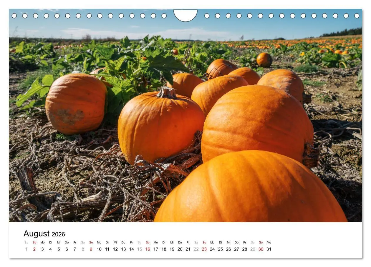 Bild: 9783457312537 | KÜRBIS KALENDER - Die schönsten Kürbisse des Jahres (Wandkalender...