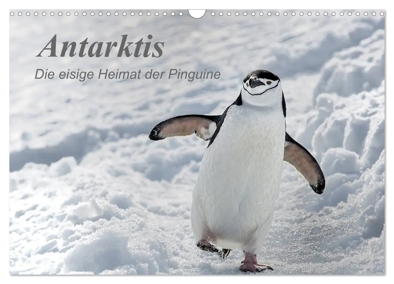 Cover: 9783457932537 | Antarktis, die eisige Heimat der Pinguine (Wandkalender 2026 DIN A3...